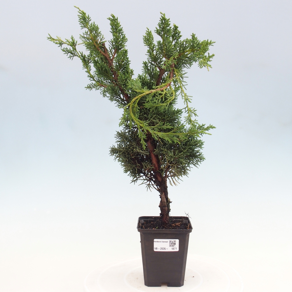 Venkovní bonsai - Juniperus chinensis Kishu -Jalovec čínský