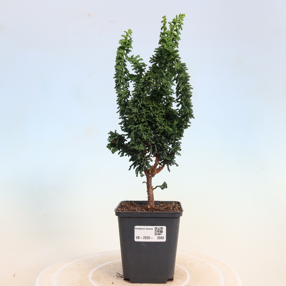 Venkovní bonsai - Cham. obtusa SEKKA HINOKI - Cypřišek
