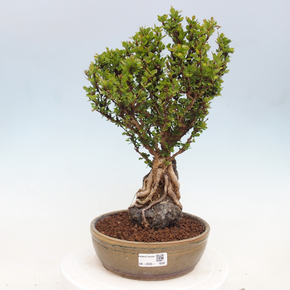 Venkovní bonsai - Berberis coreana - Dřištál korejský