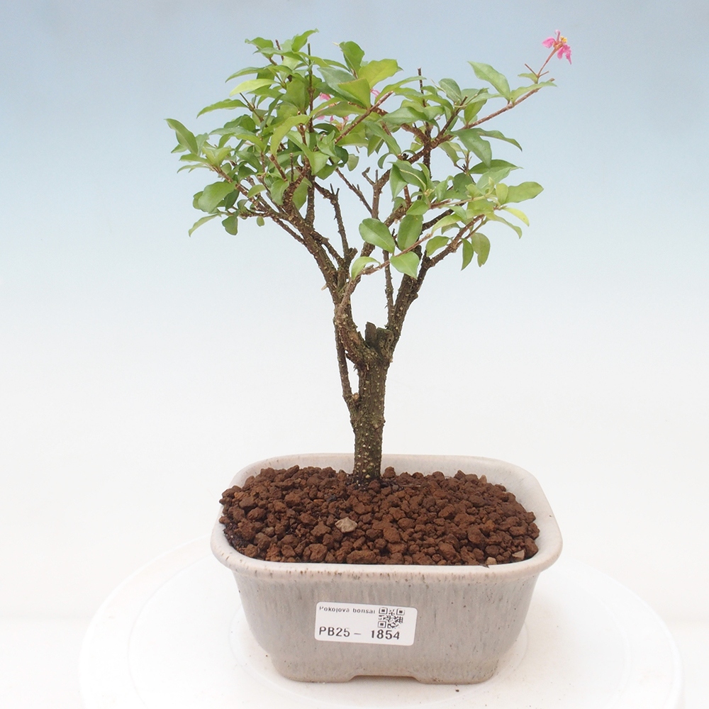 Pokojová bonsai - Malpighia coccigera- Barbdorská třešeň