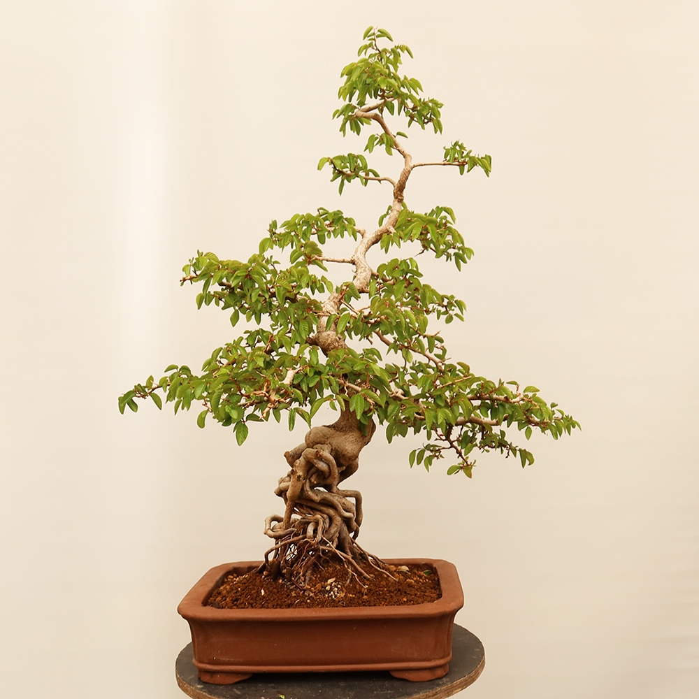 Venkovní bonsai -Carpinus Coreana - Habr korejský