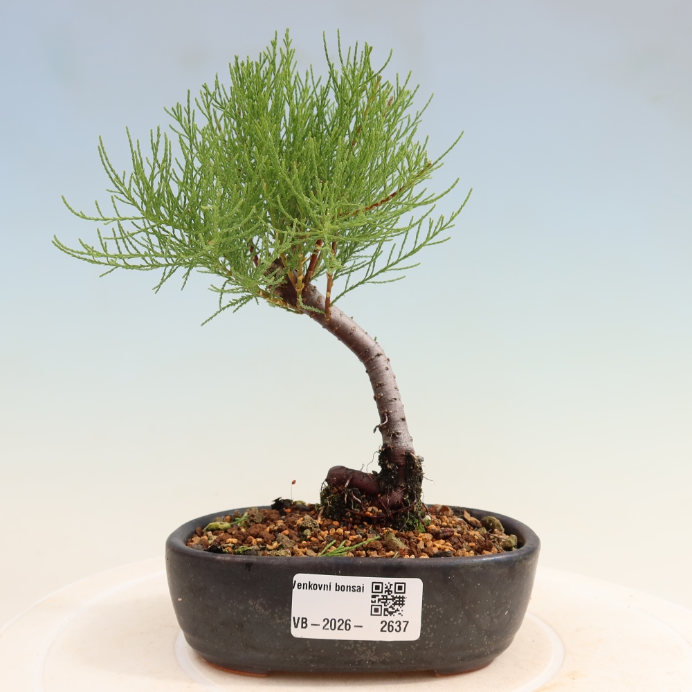 Venkovní bonsai - Tamaryšek - Tamarix