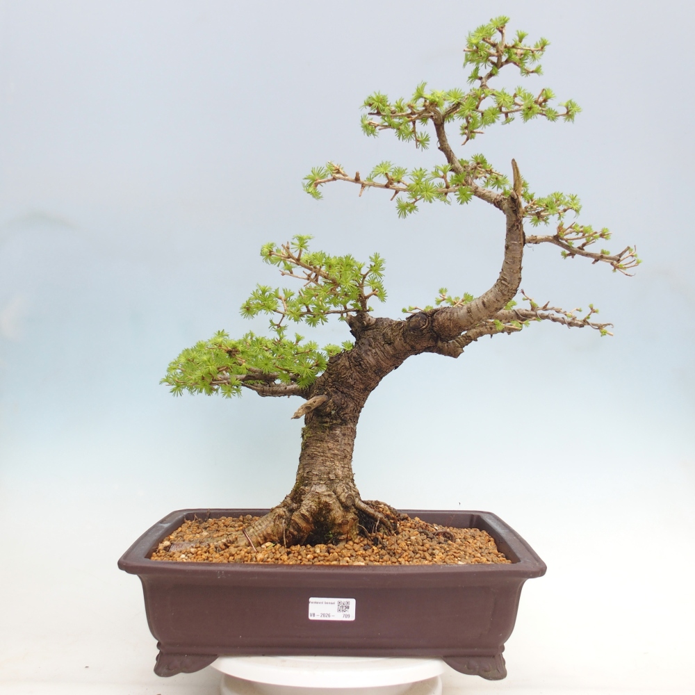 Venkovní bonsai -Larix decidua - Modřín opadavý - Pouze paletová přeprava