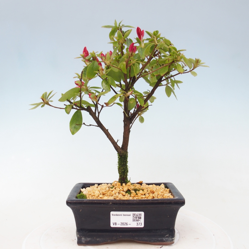 Venkovní bonsai - Japonská azalka - Azalea sp.