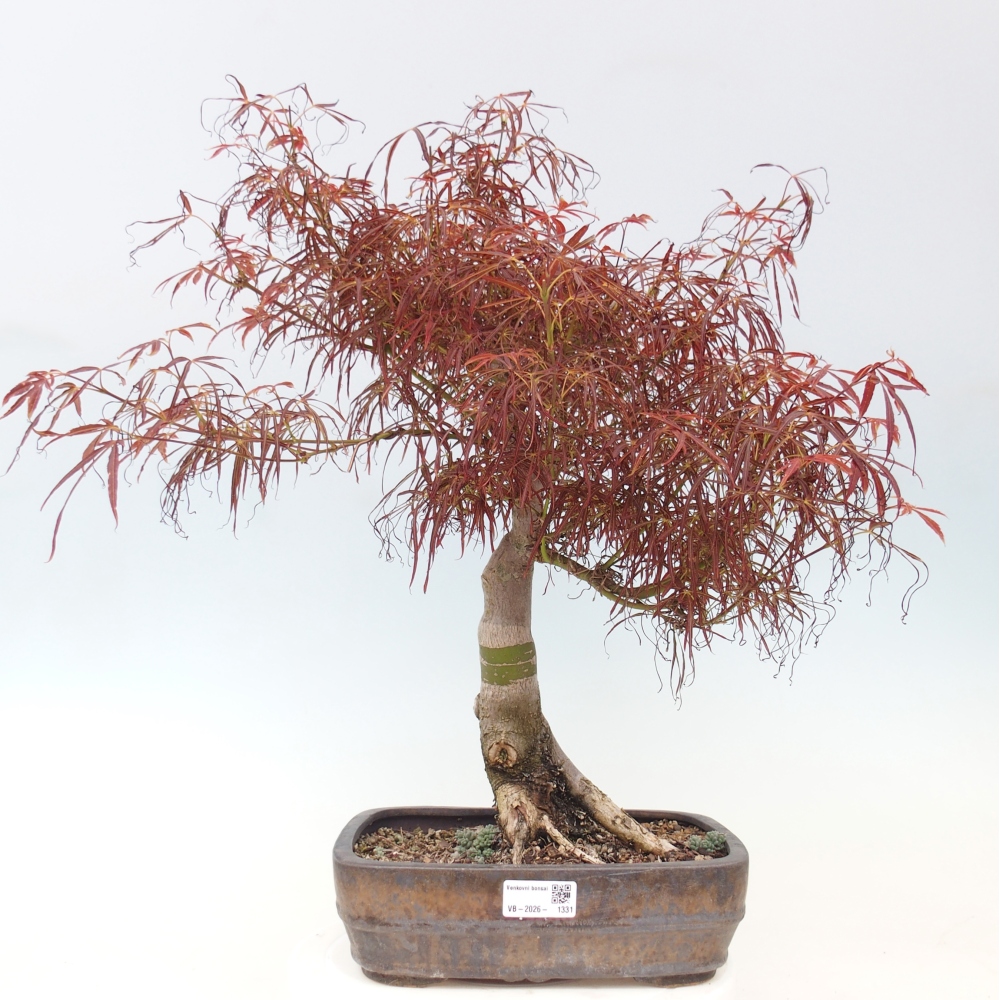 Venkovní bonsai - Javor dlanitolistý - Acer palmatum RED PYGMY