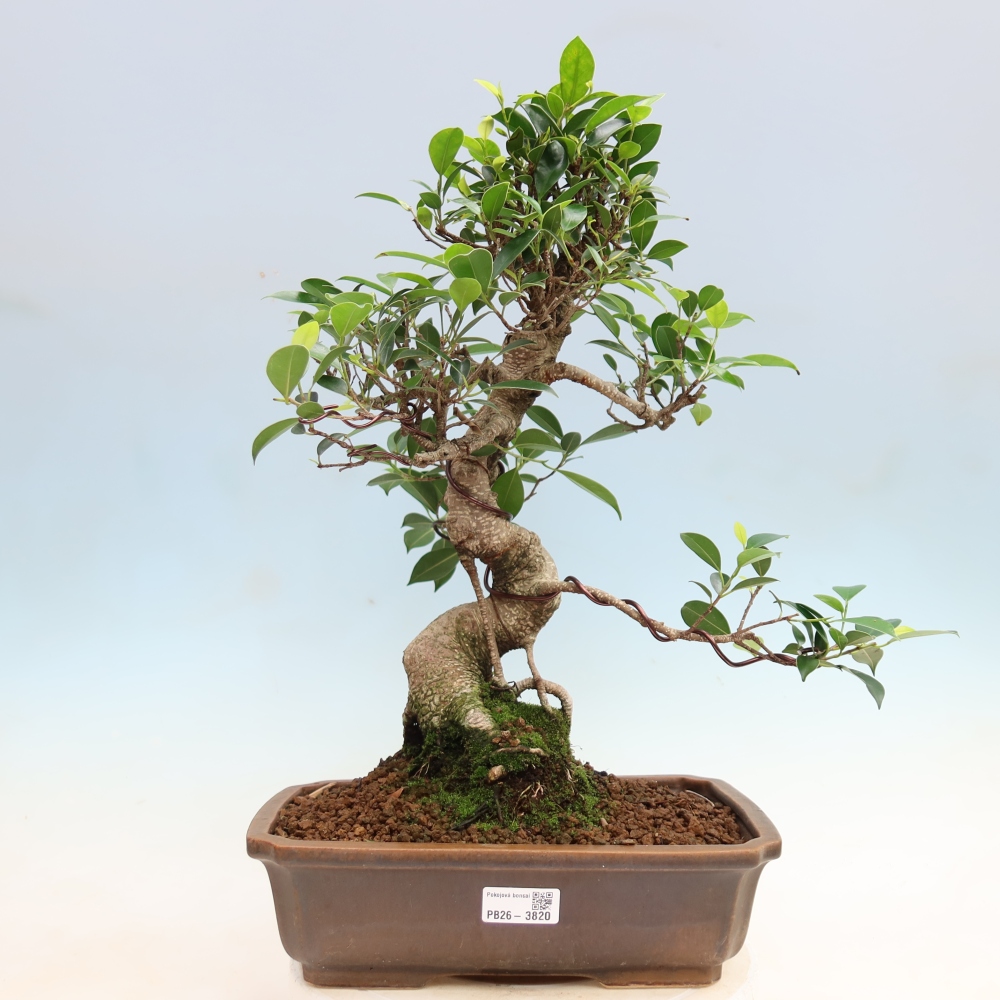 Pokojová bonsai - Ficus kimmen -  malolistý fíkus