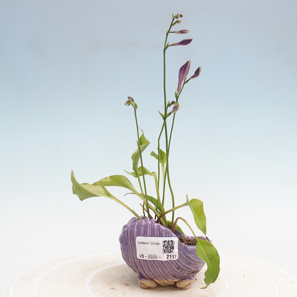 Venkovní bonsai - Mini Hosta - Bohyška