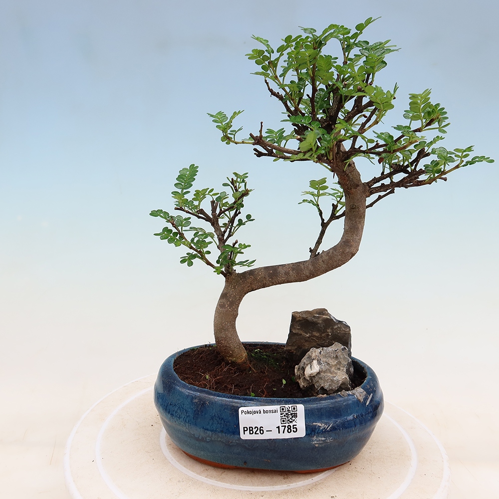Pokojová bonsai - Zantoxylum piperitum - Pepřovník