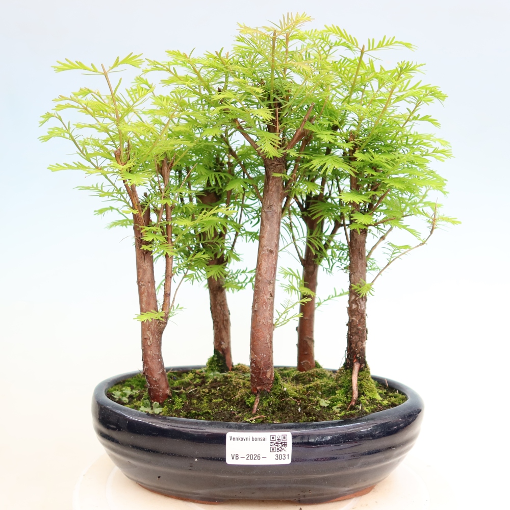 Venkovní bonsai - Metasequoia glyptostroboides - Metasekvoje čínská - lesík