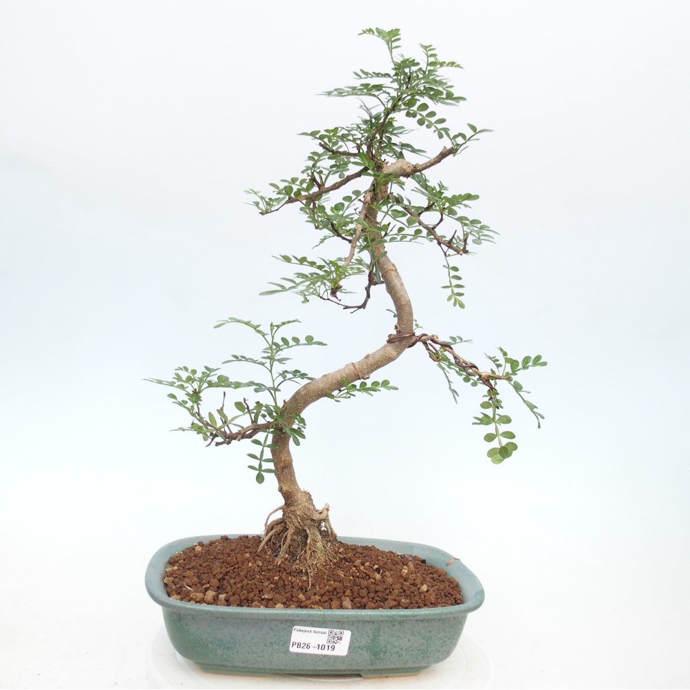 Pokojová bonsai - Zantoxylum piperitum - pepřovník