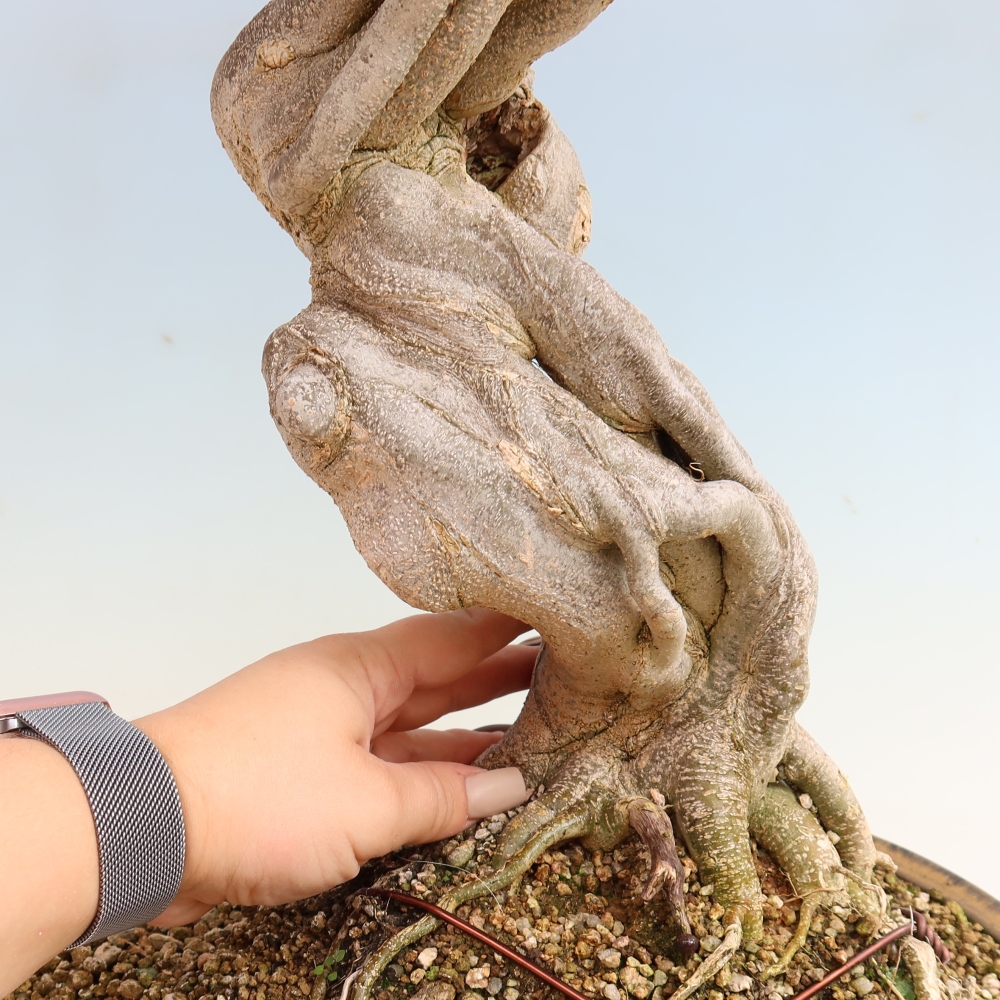 Venkovní bonsai - Acer Buergerianum - Javor Burgerův