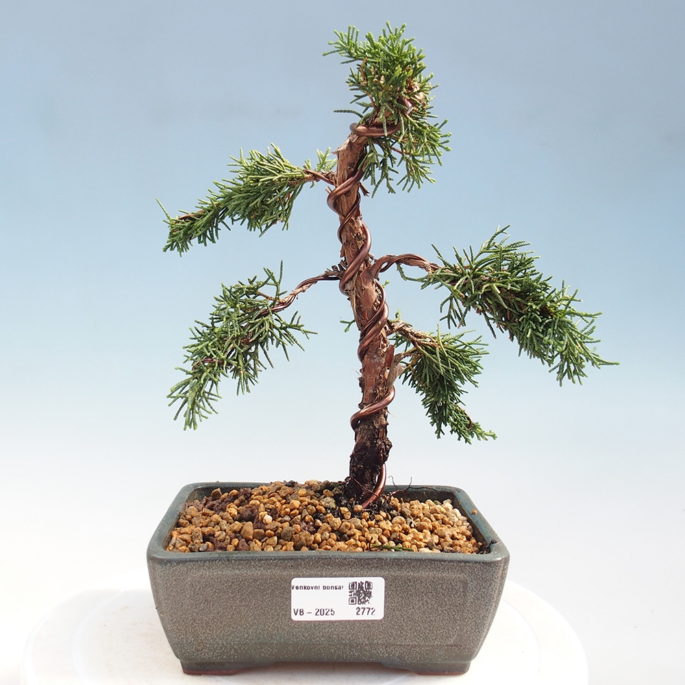 Venkovní bonsai - Juniperus chinensis Kishu -Jalovec čínský