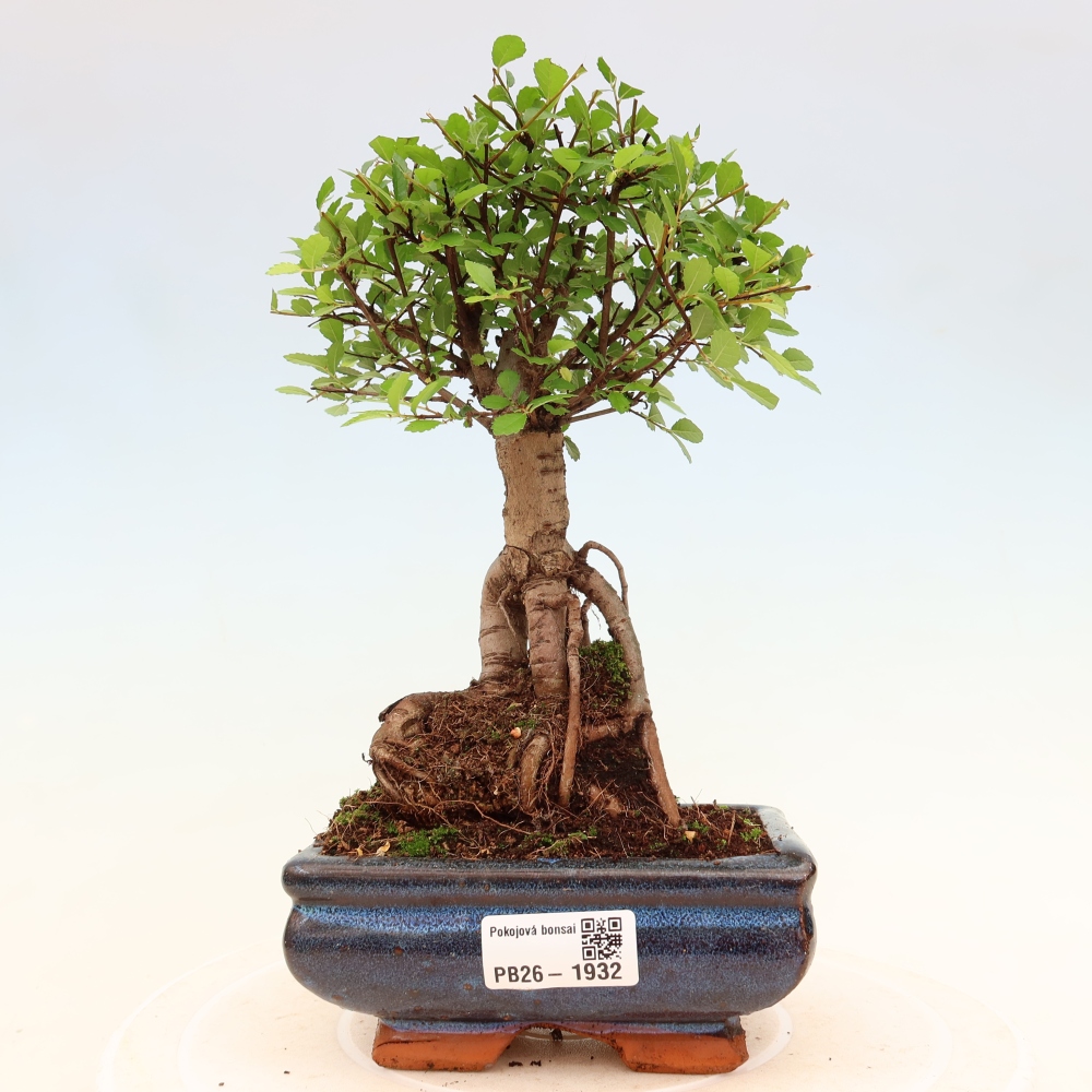 Pokojová bonsai - Ulmus parvifolia - Malolistý jilm