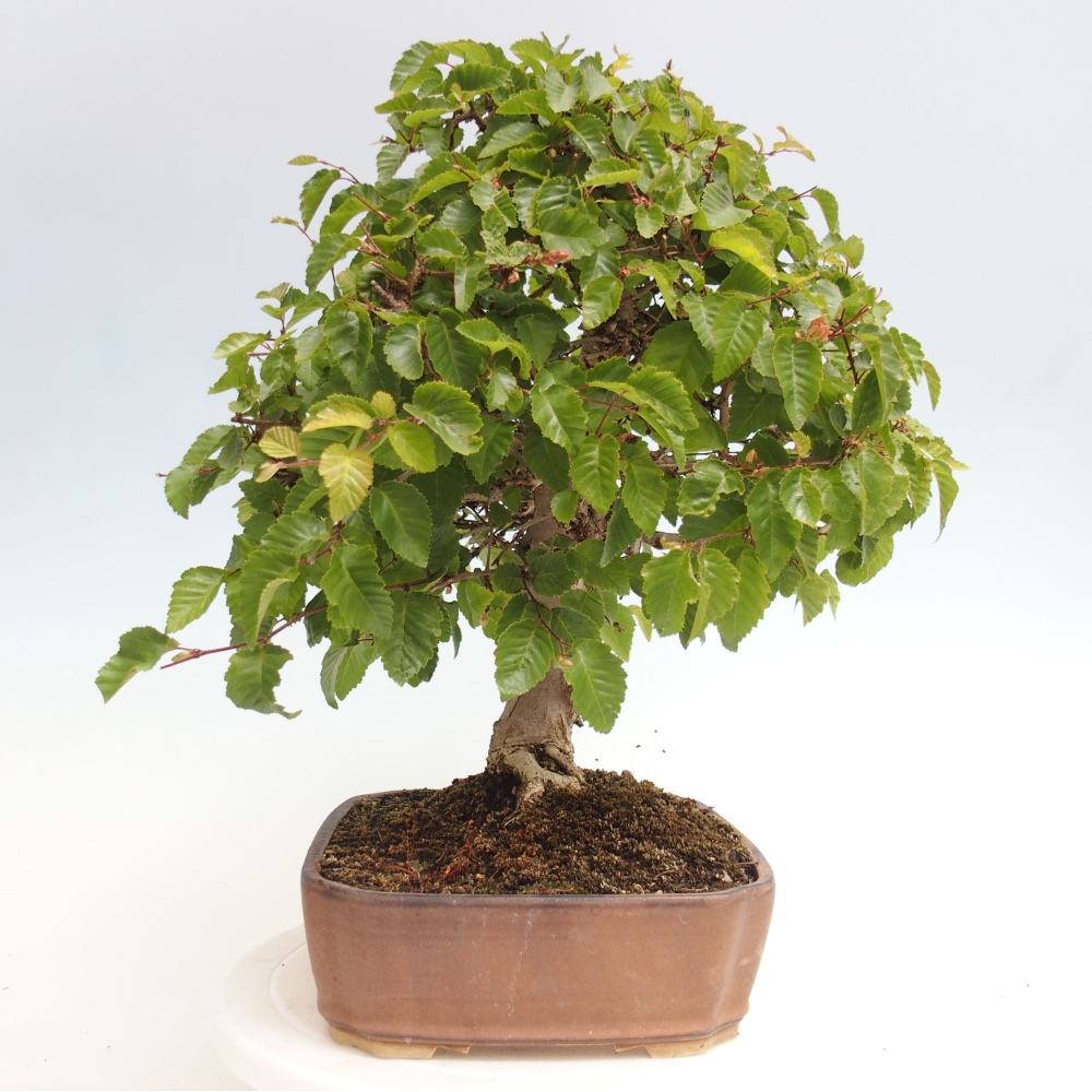 Venkovní bonsai -Carpinus CARPINOIDES - Habr korejský