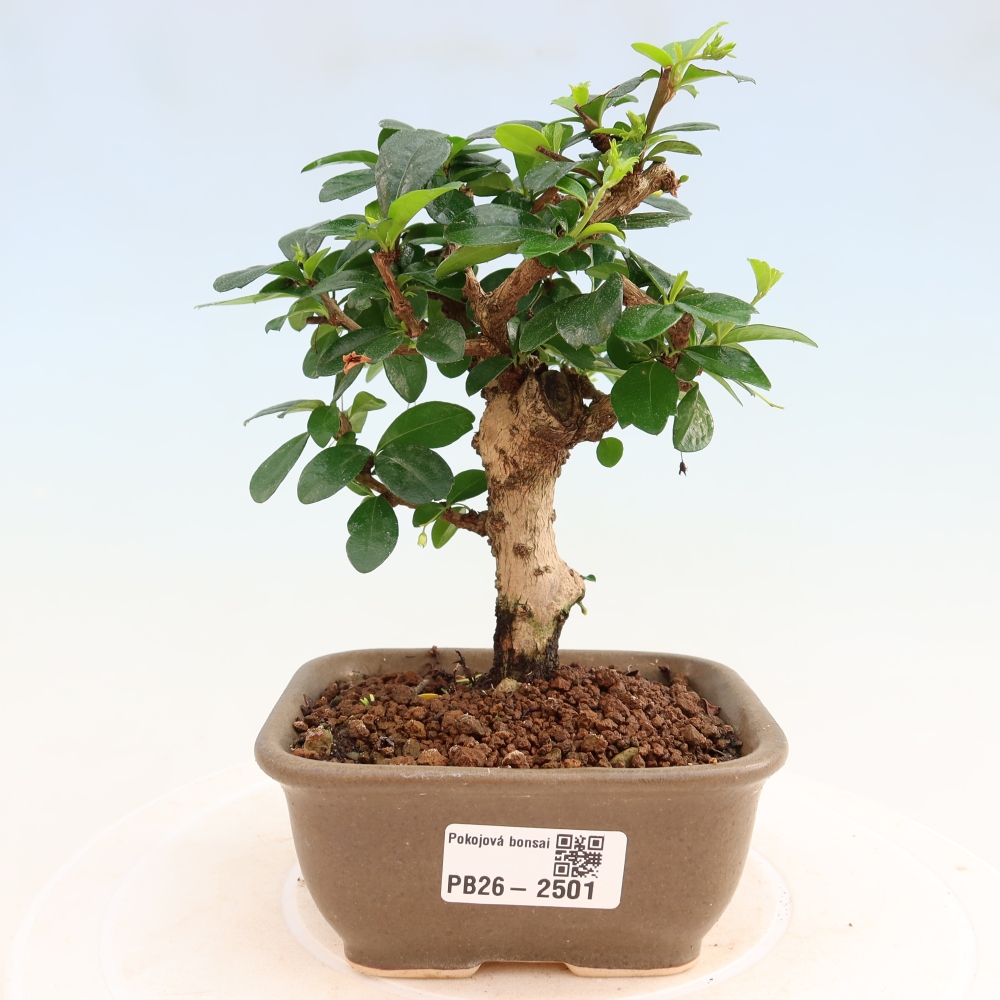 Pokojová bonsai - Carmona macrophylla - Čaj fuki