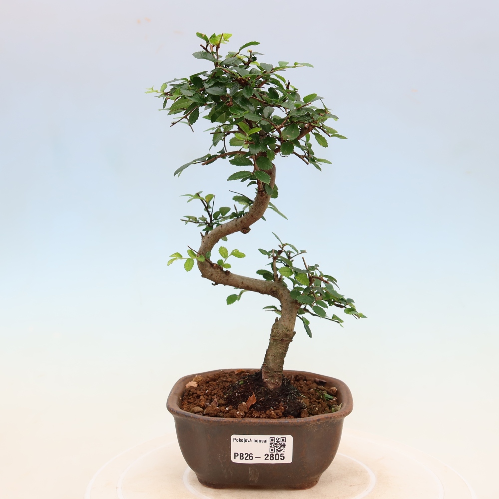Pokojová bonsai - Ulmus parvifolia - Malolistý jilm