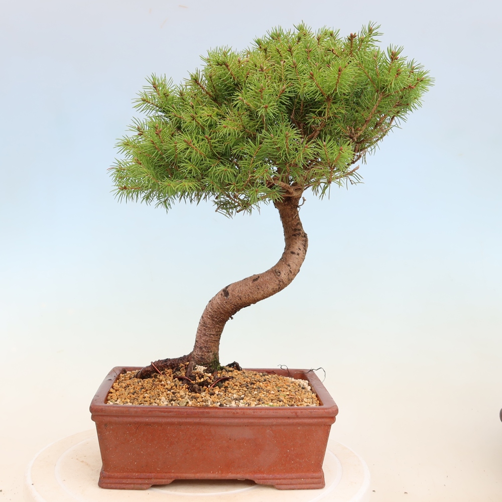 Venkovní bonsai- Smrk kulovitý - Picea glauca globe