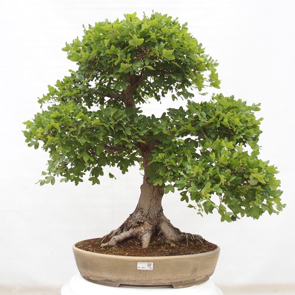 Venkovní bonsai - Javor Francouzský - Acer Nonspessulanum