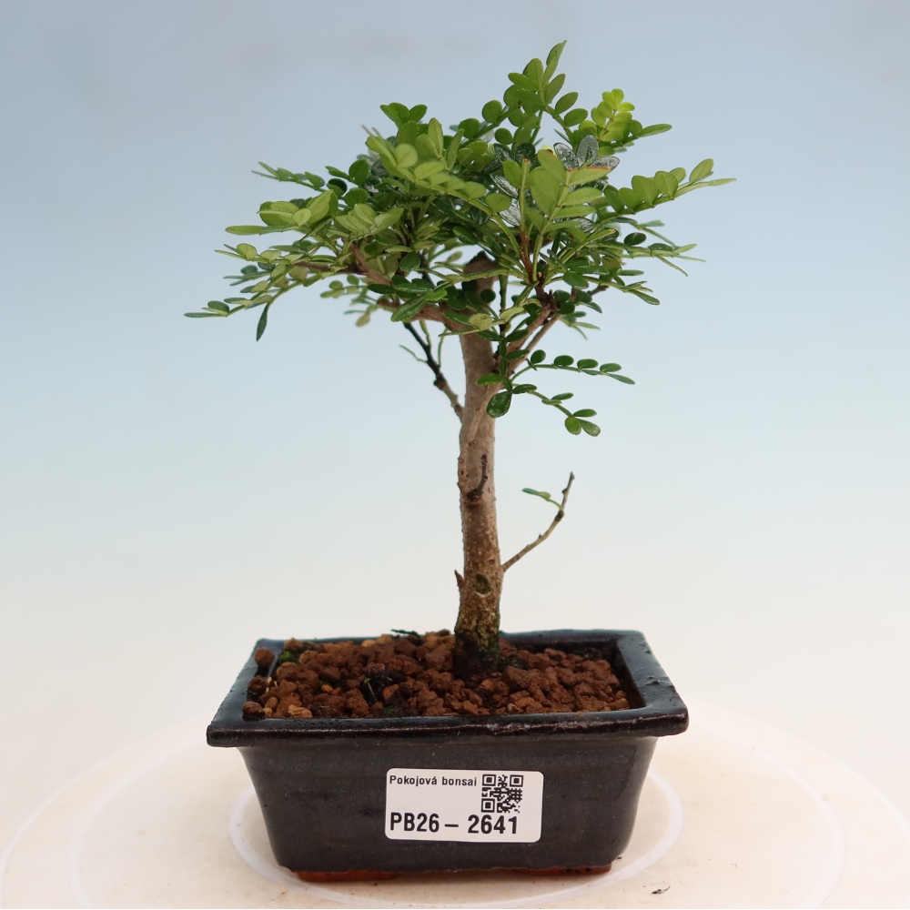 Pokojová bonsai - Zantoxylum piperitum - pepřovník