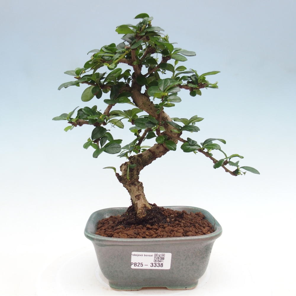 Pokojová bonsai - Carmona macrophylla - Čaj fuki