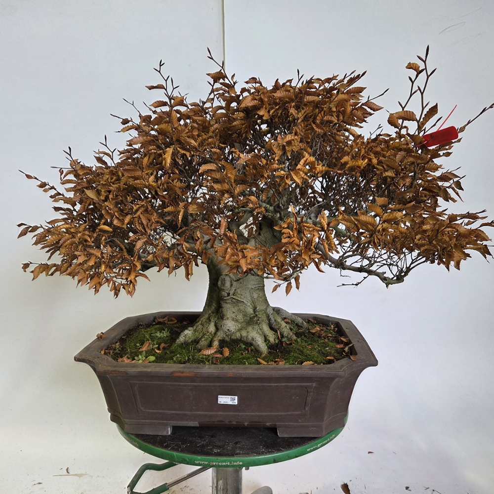 Venkovní bonsai - Fagus crenata