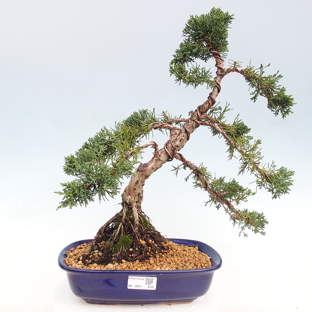 Venkovní bonsai - Juniperus chinensis Kishu -Jalovec čínský