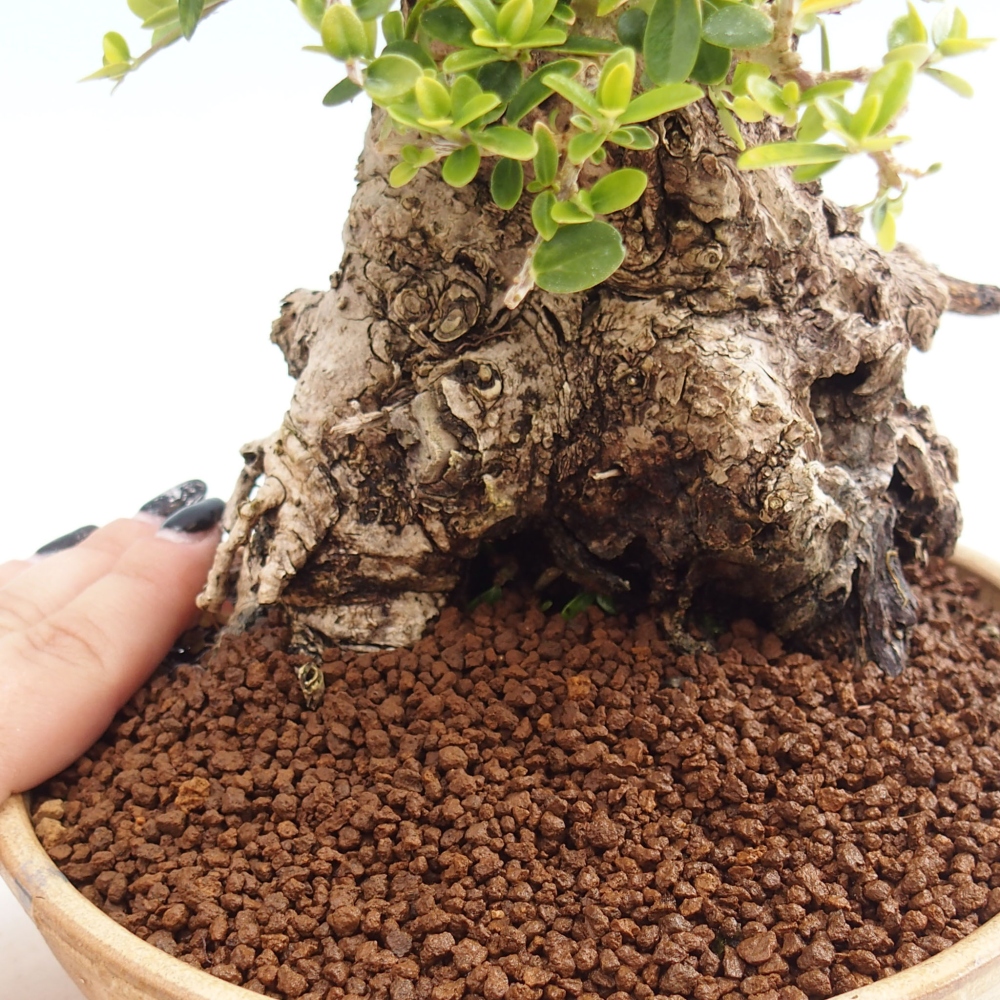 Pokojová bonsai - Olea europaea sylvestris -Oliva evropská drobnolistá