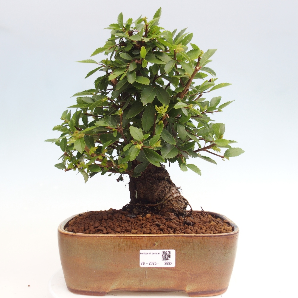 Venkovní bonsai - Zelkova - Zelkova NIRE