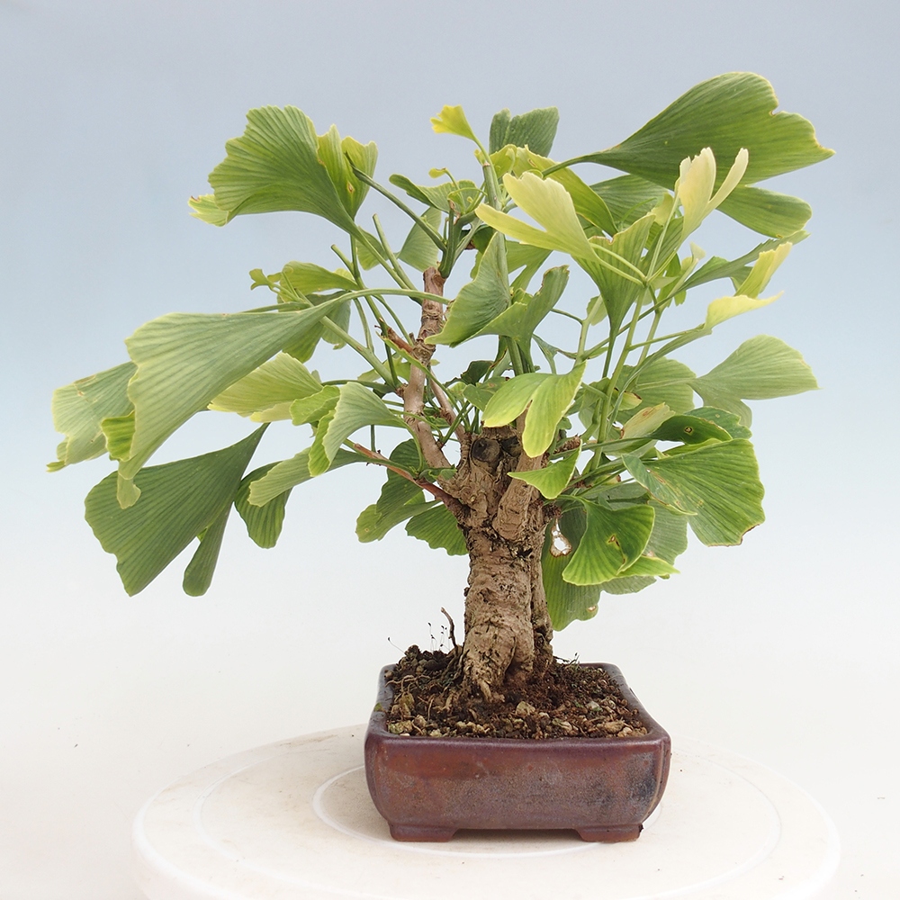 Venkovní bonsai - Jinan dvoulaločný - Ginkgo biloba