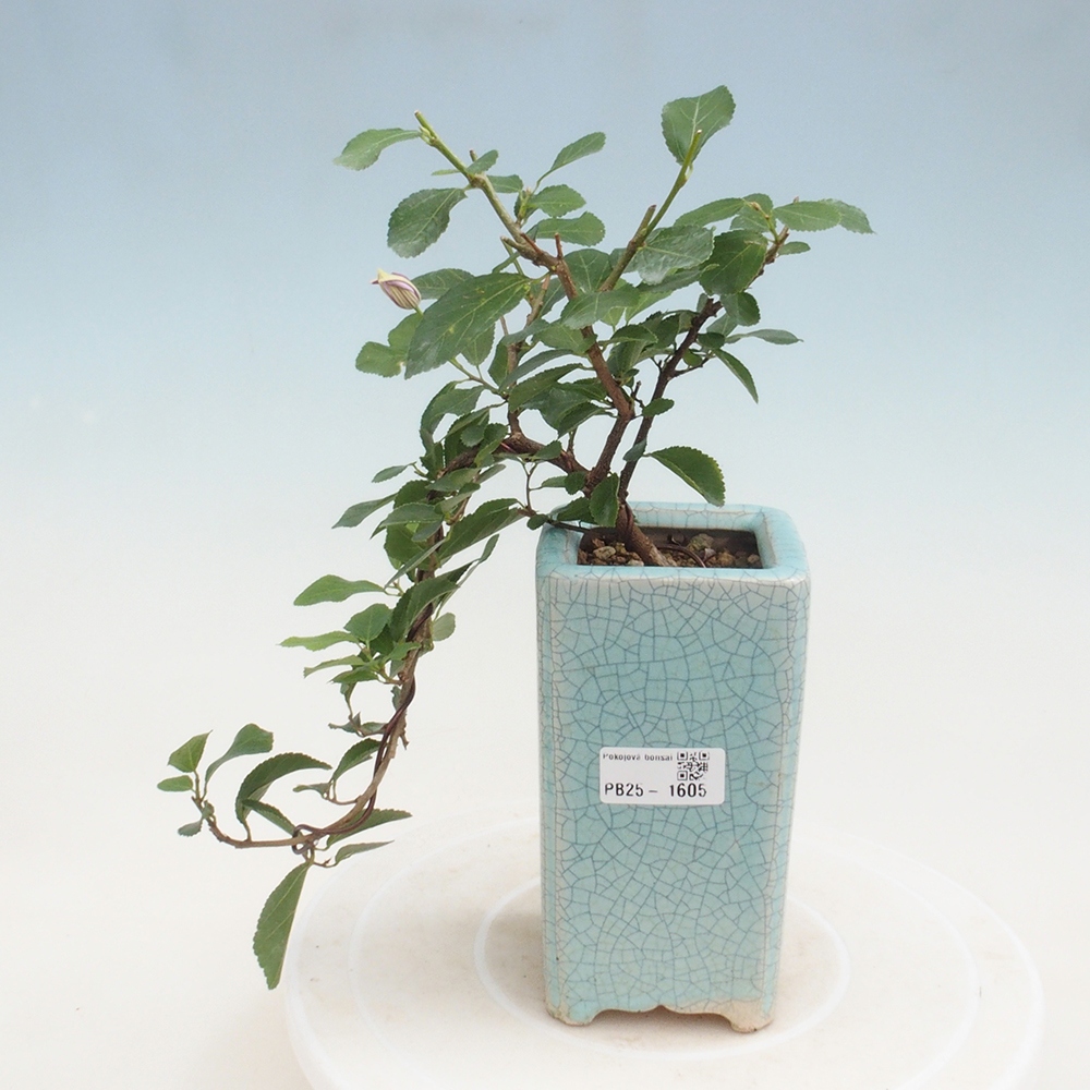 Pokojová bonsai - Grewia occidentalis - Hvězdice levandulová