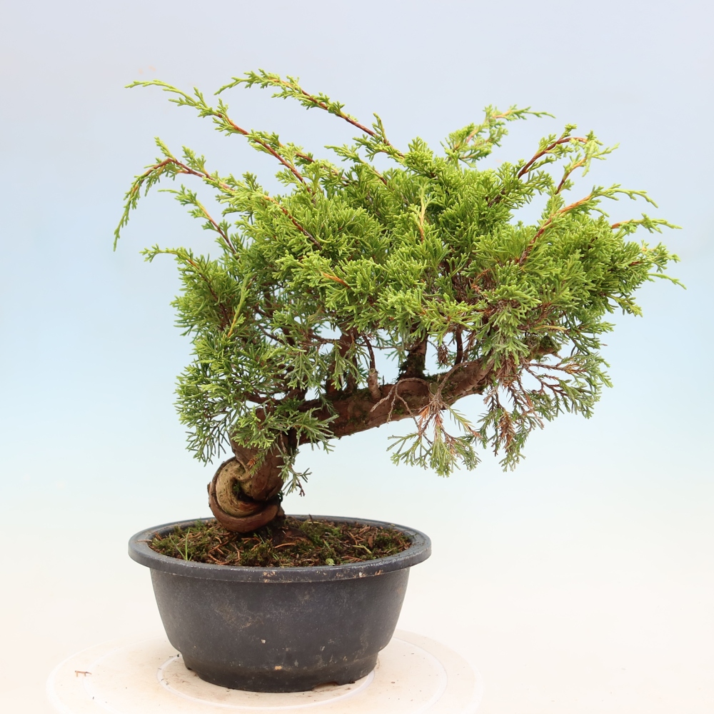 Venkovní bonsai - Juniperus chinensis Itoigawa-Jalovec čínský
