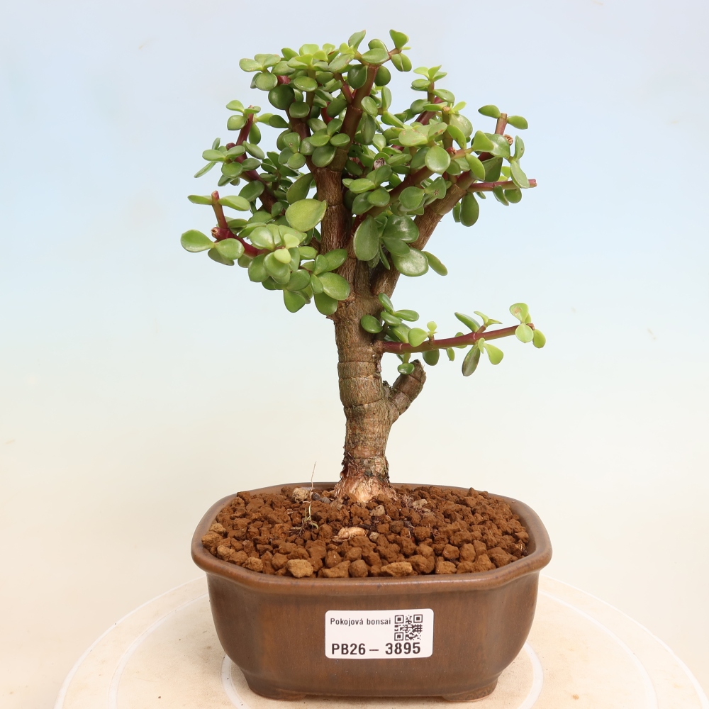 Pokojová bonsai - Portulakaria Afra - Tlustice