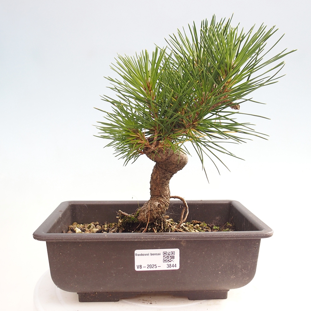 Venkovní bonsai - Pinus thunbergii - Borovice thunbergova