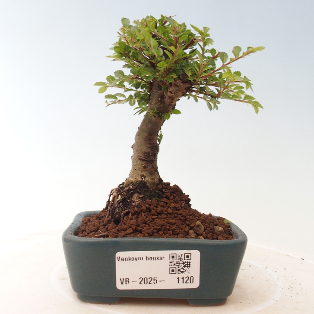 Venkovní bonsai - Ulmus parvifolia Sagei - Malolistý jilm