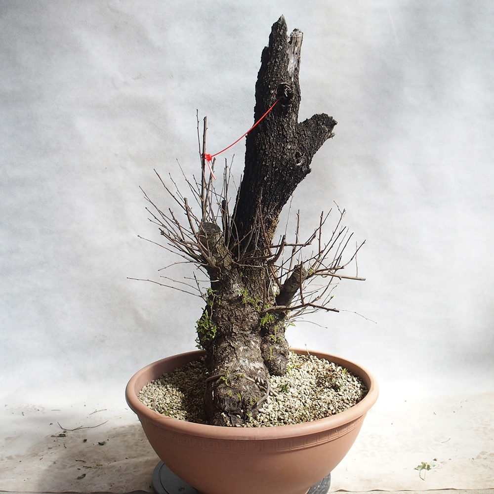 Venkovní bonsai -Mahalebka - Prunus mahaleb