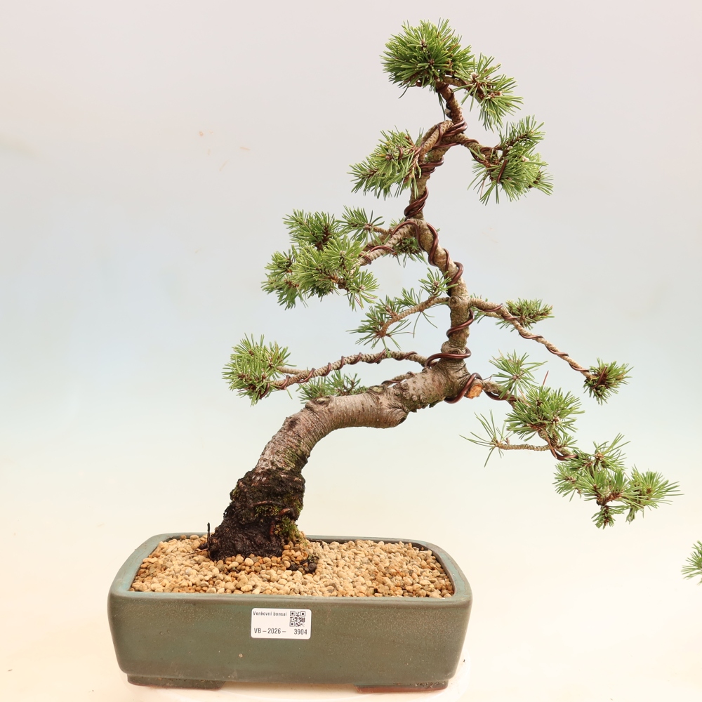 Venkovní bonsai - Pinus mugo Humpy  - Borovice kleč