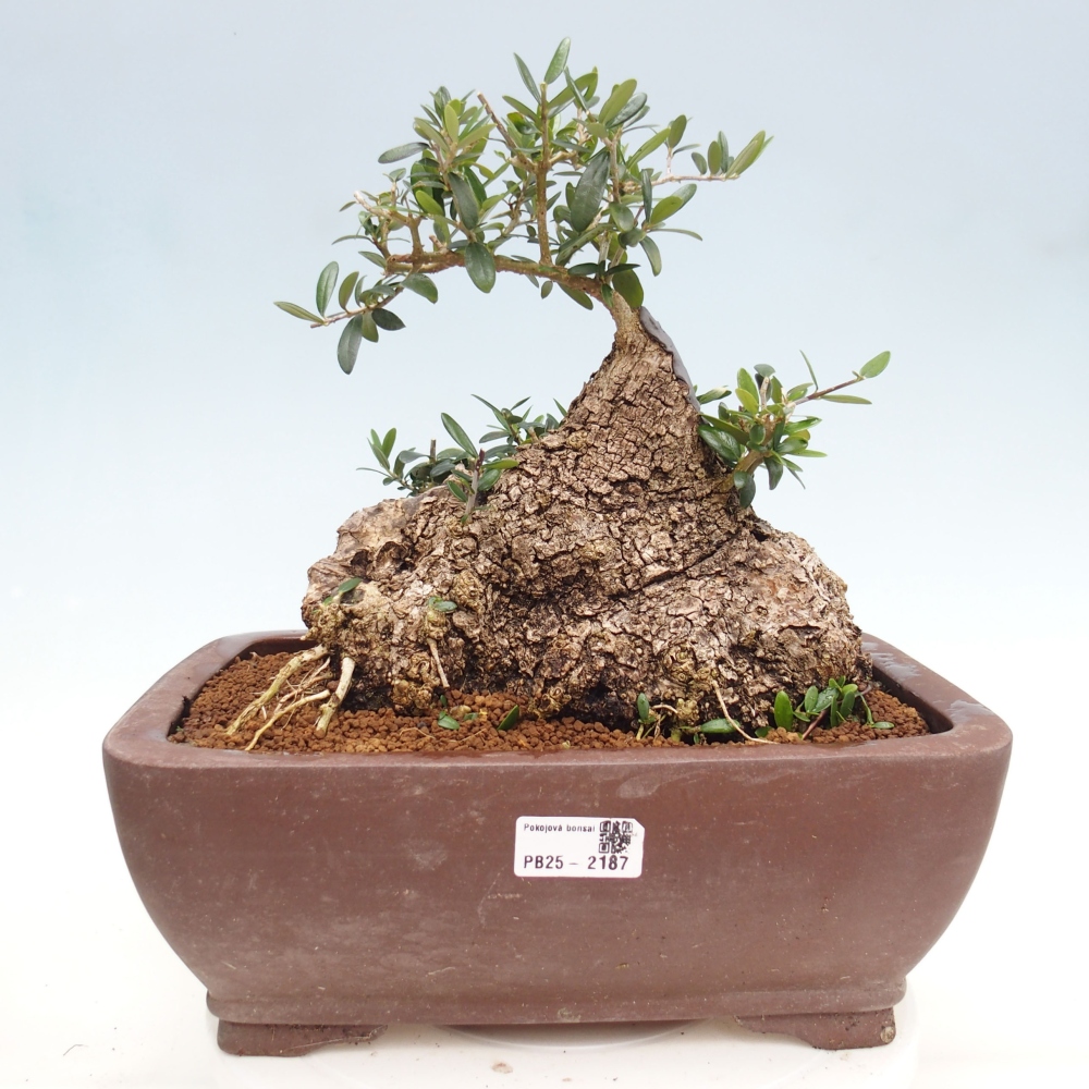 Pokojová bonsai - Olea europaea sylvestris -Oliva evropská drobnolistá