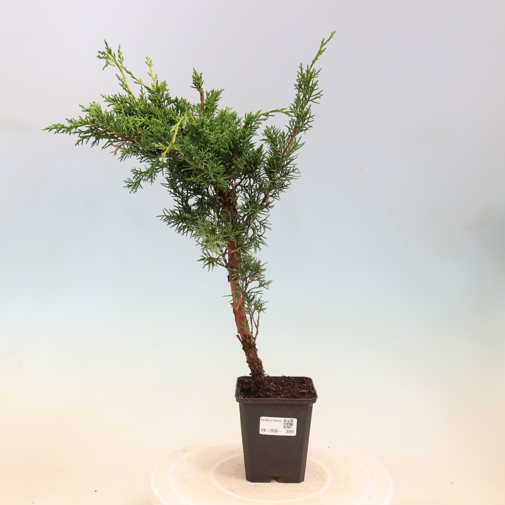 Venkovní bonsai - Juniperus chinensis Kishu -Jalovec čínský