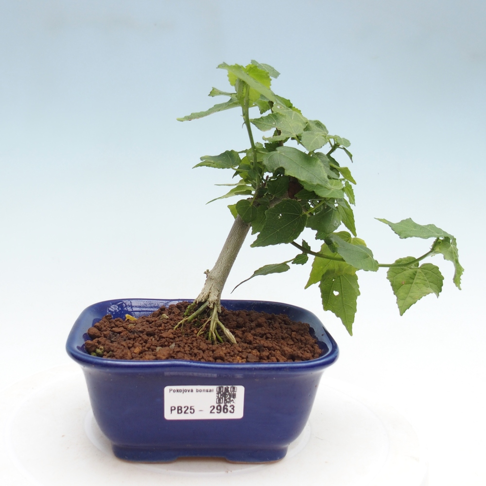 Pokojová bonsai - Malvaviscus arboreus - ibiškovec dřevnatý