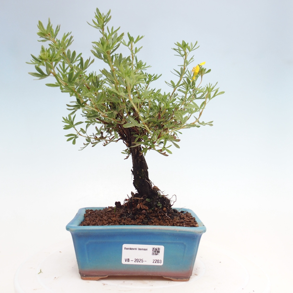 Venkovní bonsai-Mochna křovitá - potentila fruticosa yellow Bird