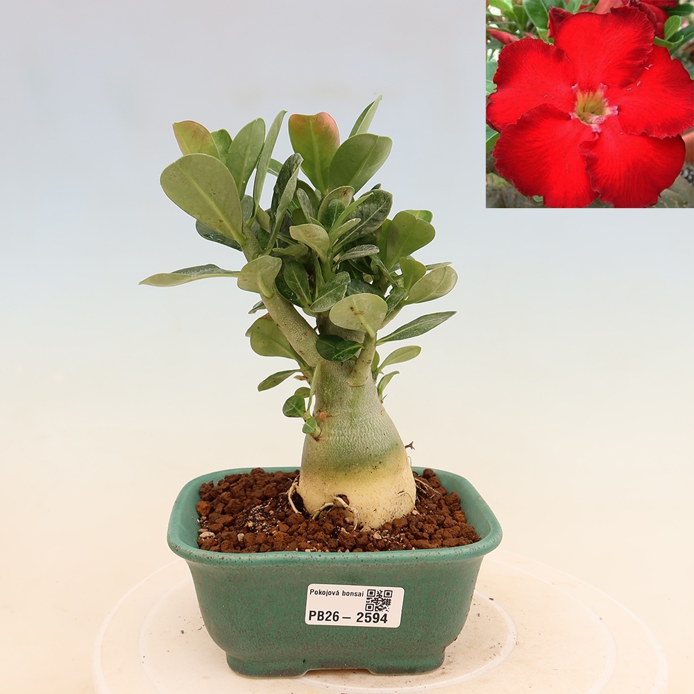 Pokojová bonsai - Adenium obesum Red Star - Pouštní růže
