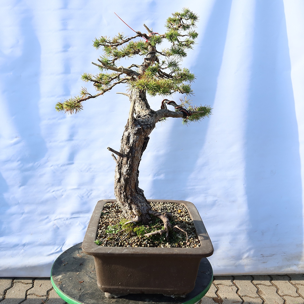 Pinus sylvestris Španělsko - borovice lesní