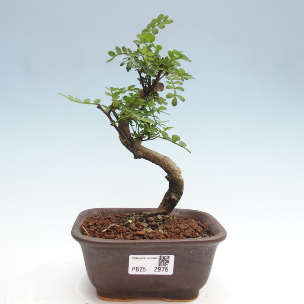 Pokojová bonsai - Zantoxylum piperitum - pepřovník