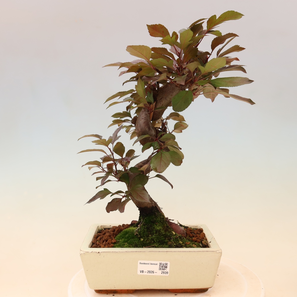 Venkovní bonsai -Malus domestica - Maloplodá jabloň červenolistá