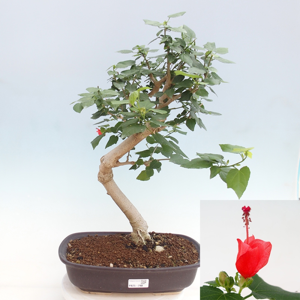 Pokojová bonsai - Malvaviscus arboreus - ibiškovec dřevnatý