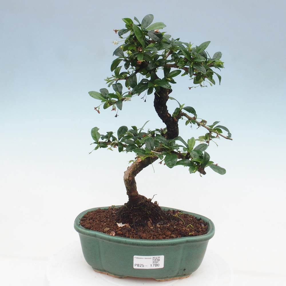 Pokojová bonsai - Carmona macrophylla - Čaj fuki