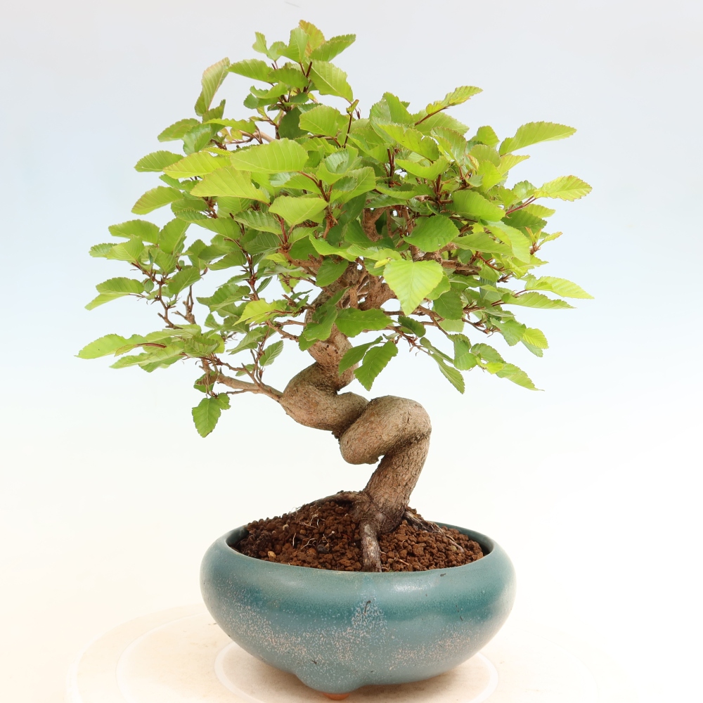 Venkovní bonsai -Carpinus coreana - Habr korejský