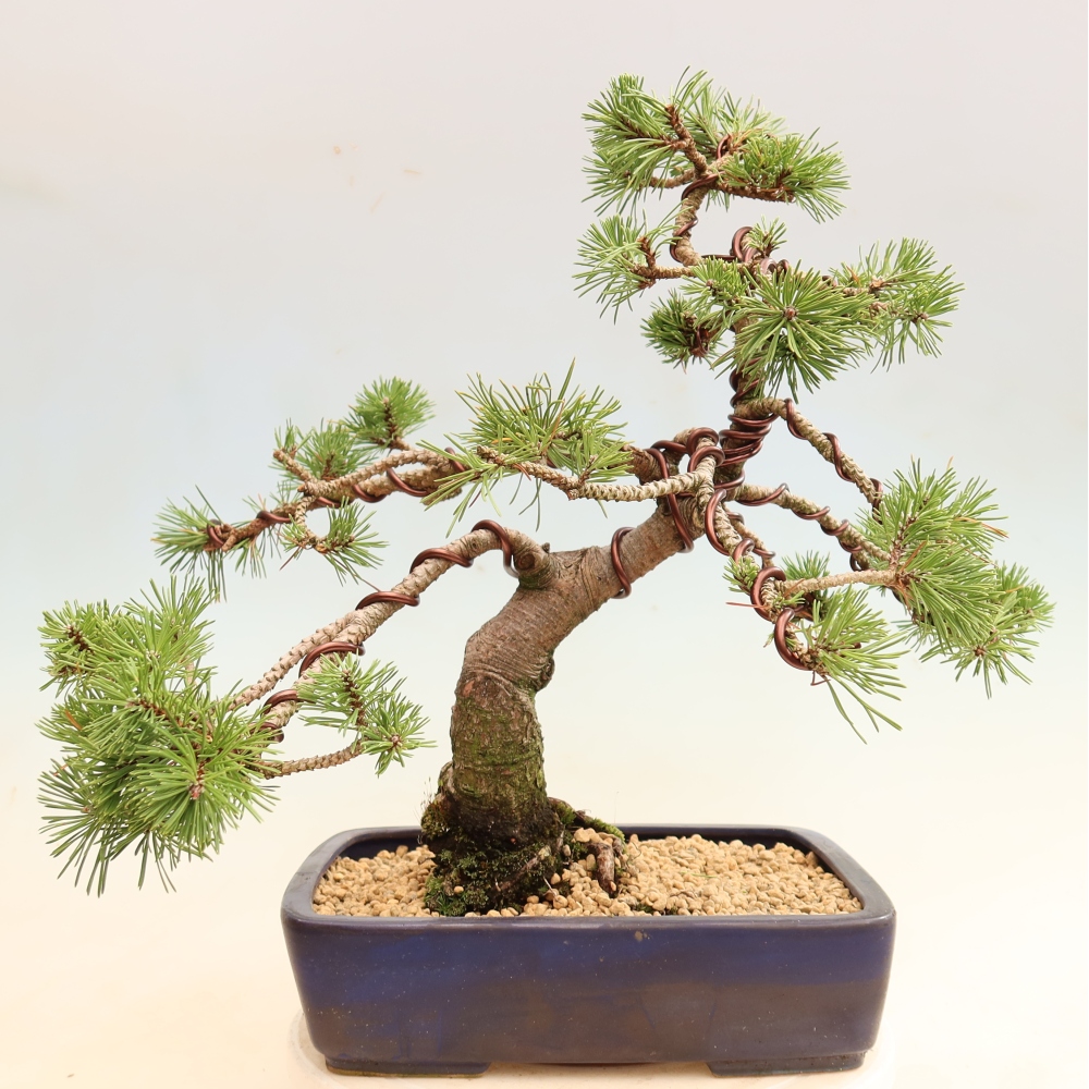 Venkovní bonsai - Pinus mugo Humpy  - Borovice kleč