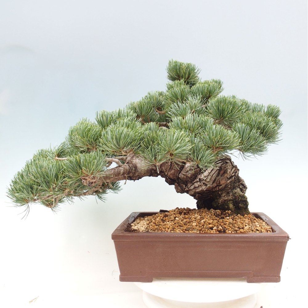 Venkovní bonsai - Pinus parviflora - Borovice drobnokvětá