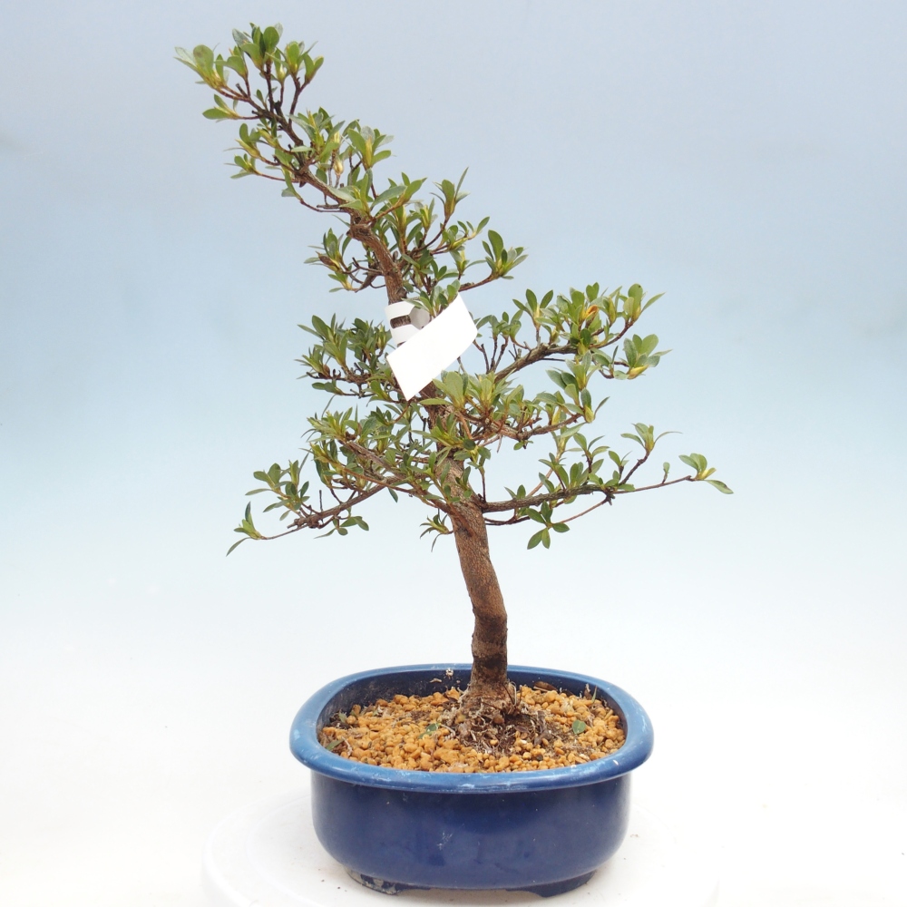 Venkovní bonsai - Japonská azalka - Azalea MURASAKI